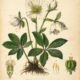 The Christmas Rose: A Winter Bloom in Paganism and Witchcraft