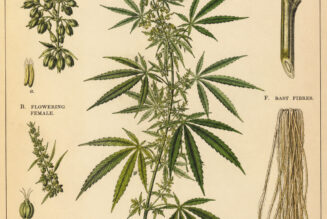 Hemp