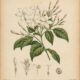 Jasmine: A Sacred Flower in Paganism and Witchcraft