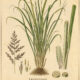 Lemongrass: A Sacred Herb in Paganism and Witchcraft