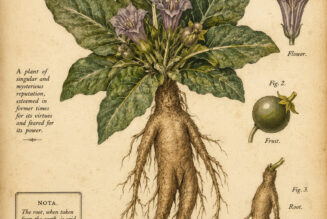 The Mandrake Plant: Its Mystical Role in Paganism and Witchcraft