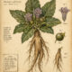 The Mandrake Plant: Its Mystical Role in Paganism and Witchcraft