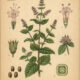 Mint: A Sacred Herb in Paganism and Witchcraft