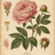Peony: A Sacred Flower in Paganism and Witchcraft