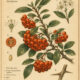 Pyracantha: The Fiery Guardian of Pagan and Witchcraft Traditions