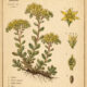 Sedum: The Sacred Stonecrop in Paganism and Witchcraft