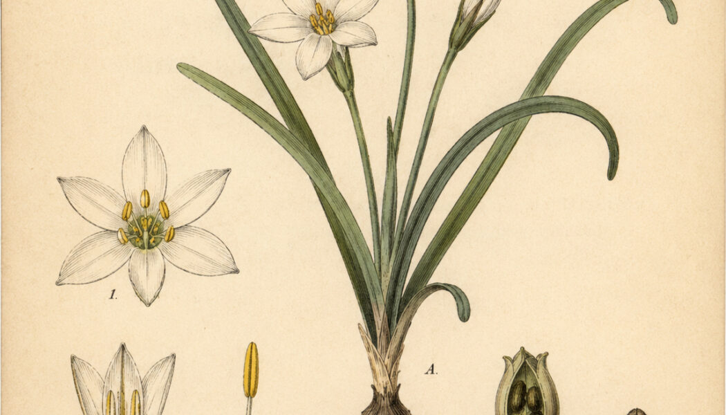 Spring Starflower: A Symbol of Renewal in Paganism and Witchcraft