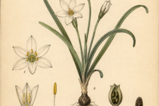 Spring Starflower: A Symbol of Renewal in Paganism and Witchcraft