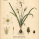 Spring Starflower: A Symbol of Renewal in Paganism and Witchcraft