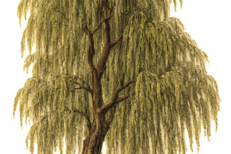 The Willow Tree: Its Place in Paganism and Witchcraft