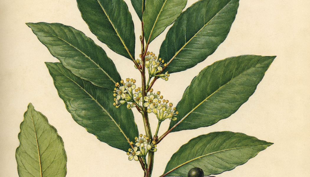 Bay Laurel and Its Place in Witchcraft