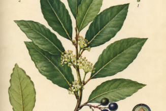 Bay Laurel and Its Place in Witchcraft