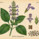 Chia: A Sacred Seed in Paganism and Witchcraft