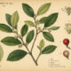 Coca and Its Place in Paganism and Witchcraft