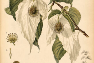The Dove Tree: A Symbol of Peace, Mystery, and Spiritual Renewal