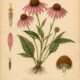 Echinacea: A Sacred Healing Herb in Paganism and Witchcraft
