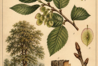 Elm: The Tree of Strength, Wisdom, and Magical Protection