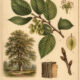 Elm: The Tree of Strength, Wisdom, and Magical Protection