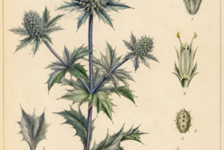 Eryngo: The Protective Thistle of Paganism and Witchcraft