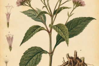 Eupatorium: A Protective Herb in Nature, Paganism, and Witchcraft