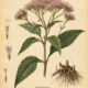 Eupatorium: A Protective Herb in Nature, Paganism, and Witchcraft