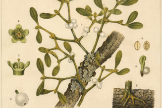 European Mistletoe: A Sacred Plant of Paganism and Witchcraft