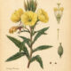 Evening Primrose: A Moonlit Flower in Nature, Paganism, and Witchcraft