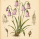 Fairy Bells: A Magical Woodland Flower in Paganism and Witchcraft