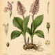 False Unicorn Root: A Sacred Herb of Fertility, Intuition, and Women’s Wisdom