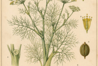Fennel: A Sacred Herb of Protection, Wisdom, and Magic