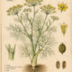 Fennel: A Sacred Herb of Protection, Wisdom, and Magic