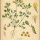 Fenugreek: A Sacred Herb of Prosperity, Protection, and Ancient Magic