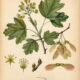 Field Maple: A Tree of Balance, Protection, and Quiet Magic