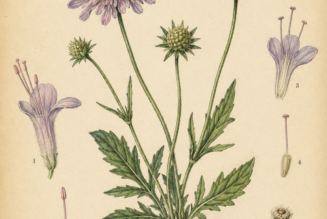 Field Scabious: A Wildflower of Healing, Protection, and Ancient Folk Magic