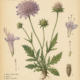 Field Scabious: A Wildflower of Healing, Protection, and Ancient Folk Magic