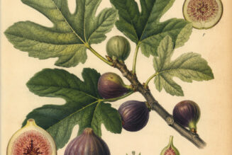 The Fig Tree: A Sacred Plant in Paganism and Witchcraft