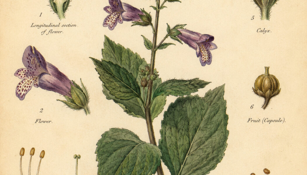 Figwort: The Hidden Healing Herb in Paganism and Witchcraft