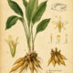 Fingerroot: A Sacred Herb in Paganism and Witchcraft