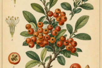 Firethorn: A Protective Plant in Nature, Paganism, and Witchcraft