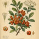Firethorn: A Protective Plant in Nature, Paganism, and Witchcraft