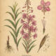 Fireweed: A Symbol of Renewal in Nature, Paganism, and Witchcraft