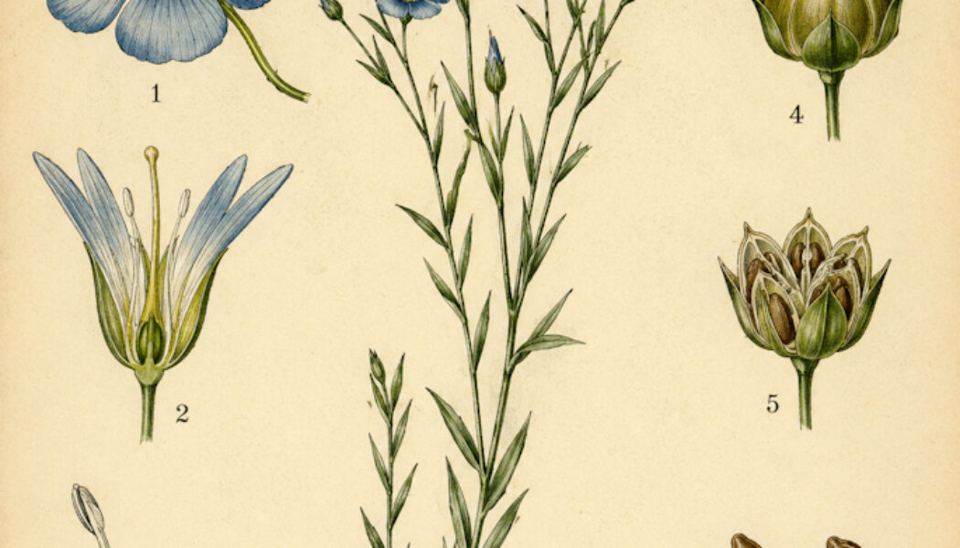 Flax: A Sacred Plant of Protection, Craft, and Tradition