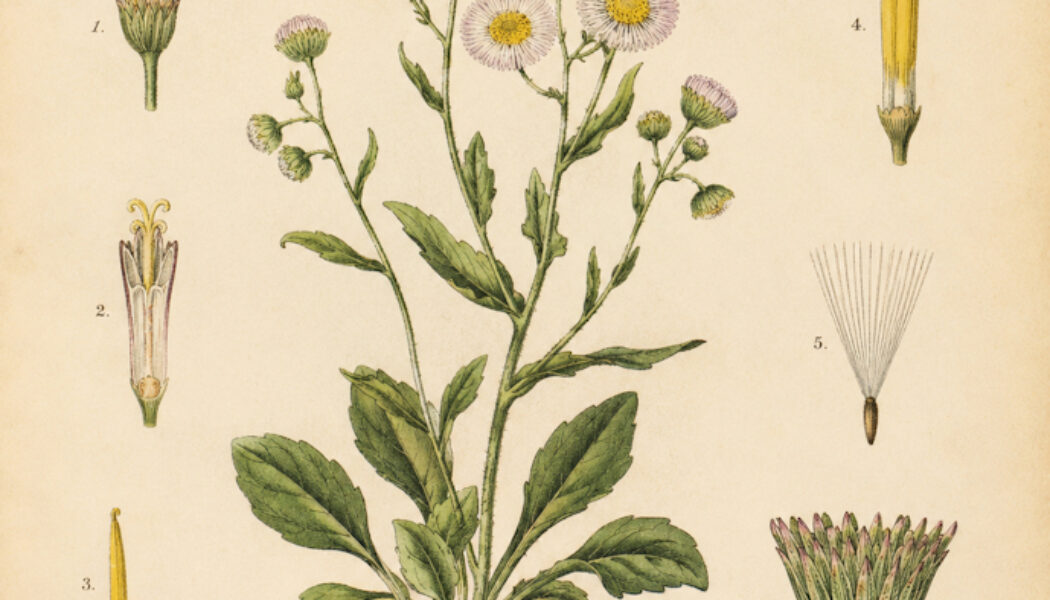 Fleabane: A Humble Wildflower in Paganism and Witchcraft