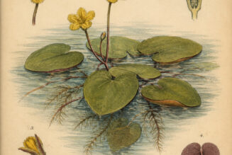 Floating Heart: A Sacred Water Plant in Paganism and Witchcraft