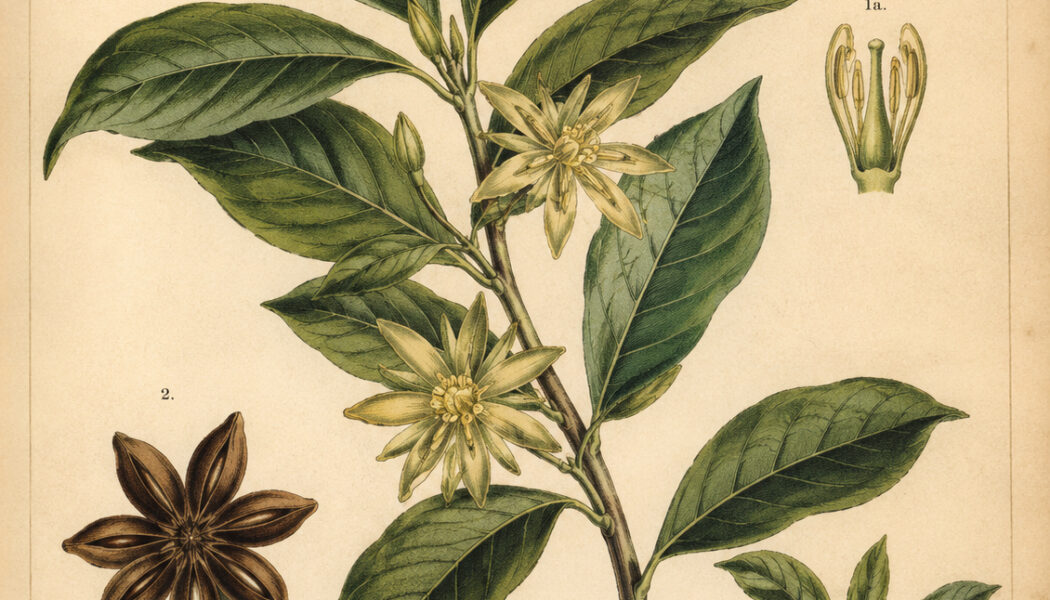 Florida Anise: A Fragrant Plant of Protection and Spiritual Strength