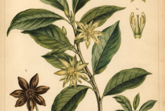 Florida Anise: A Fragrant Plant of Protection and Spiritual Strength