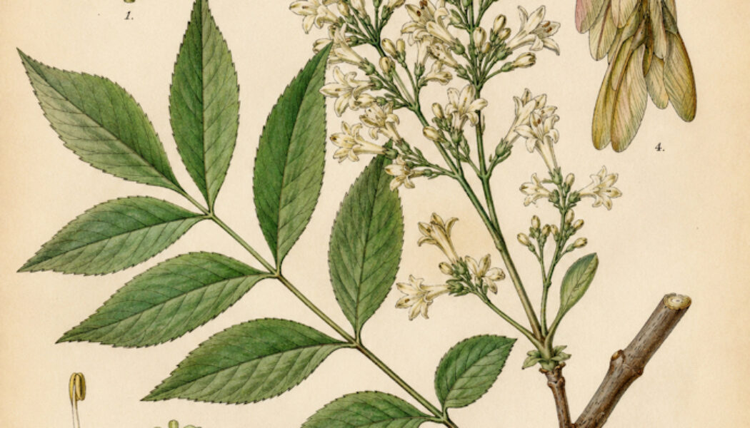 Flowering Ash: A Tree of Beauty, Protection, and Pagan Tradition