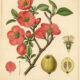Flowering Quince: A Symbol of Protection, Renewal, and Resilience in Paganism and Witchcraft