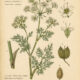 Fool’s Parsley: A Mysterious Plant in Paganism and Witchcraft
