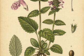 Forest Betony: A Woodland Herb of Protection and Ancient Magic
